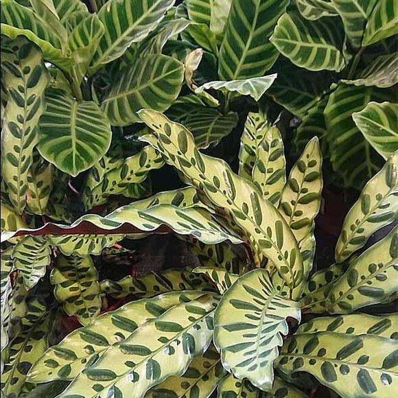 Meet your Posher, Alice - Picture 1 of 1